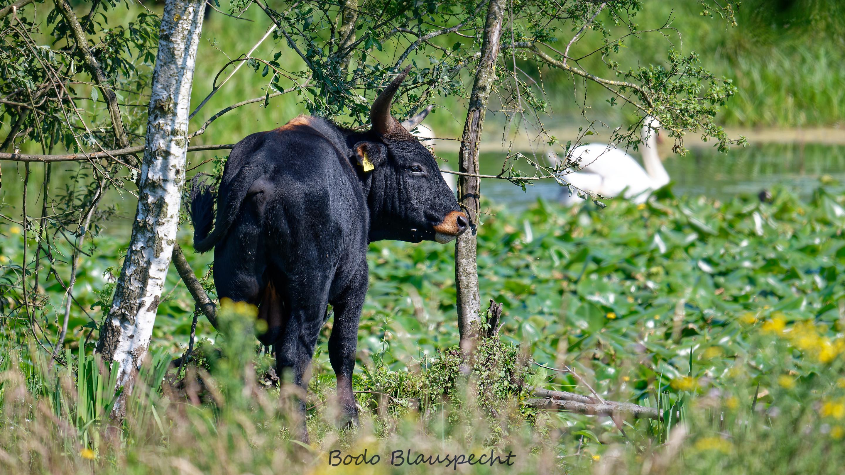 Landschaft   Tiere   Steveraue   2024.06.24 10.53 117 HQ